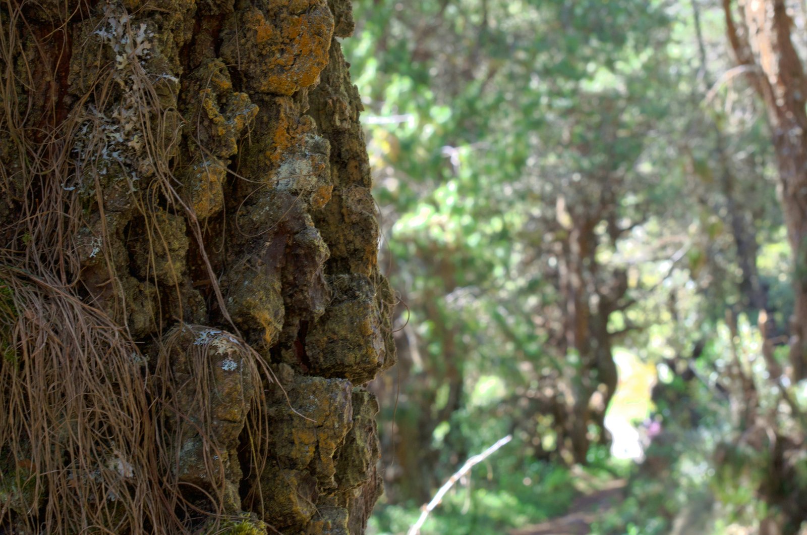 Close-up of fern fronds in dappled light